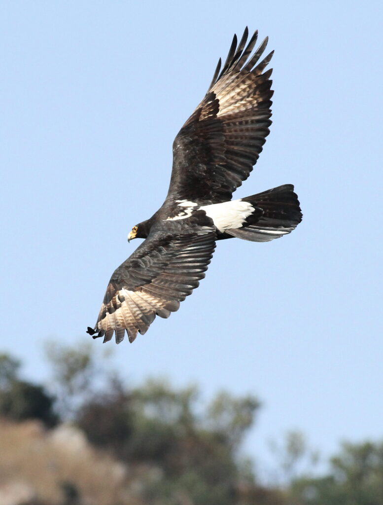 Vista lejana de la africana águila negra en pleno vuelo