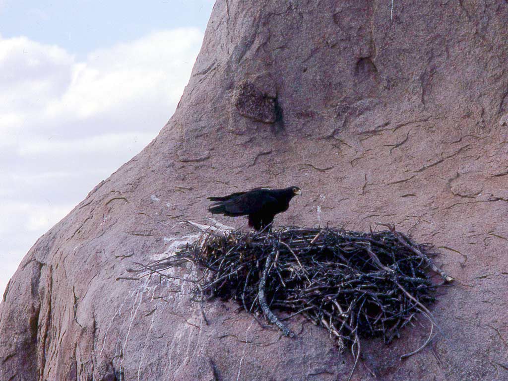 Vista de un águila cafre Verreaux en su nido en un acantilado