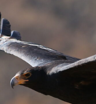 Primer plano de la cabeza del águila negra africana mientras vuela