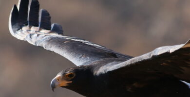 Primer plano de la cabeza del águila negra africana mientras vuela