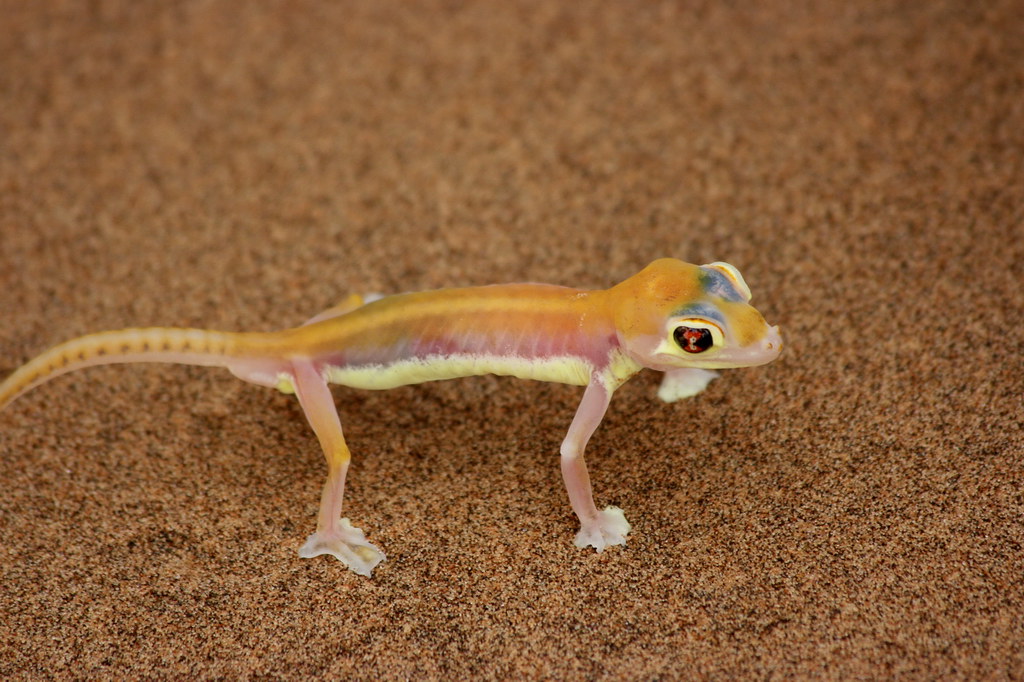 Vista de planta de un gecko arena del Namib