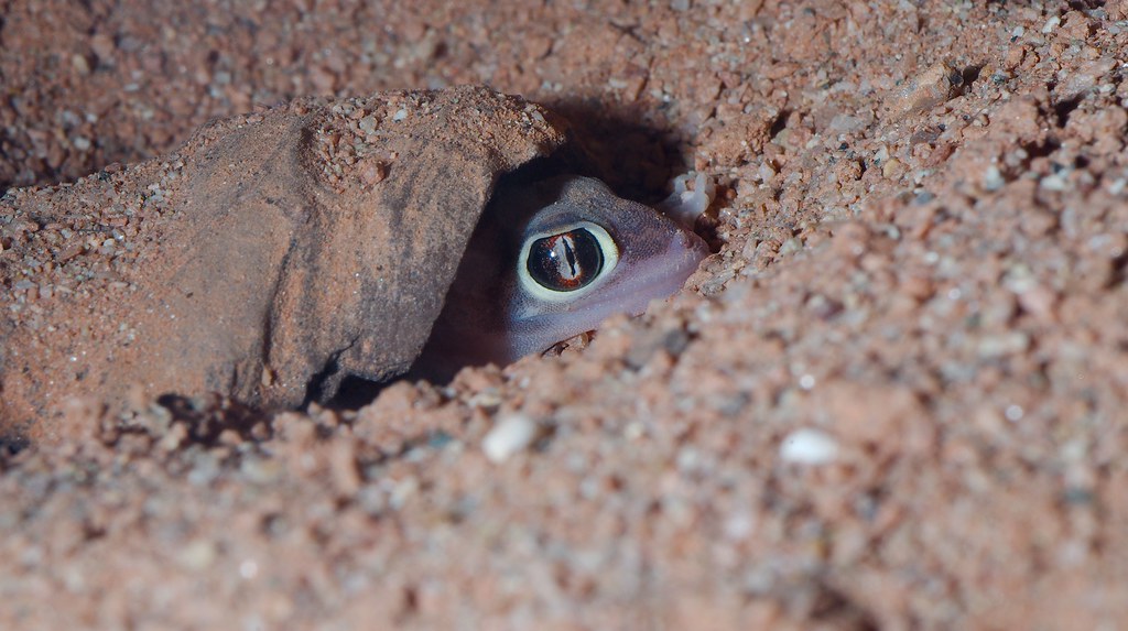 Vista de un gecko namib asomando la cabeza desde su madriguera