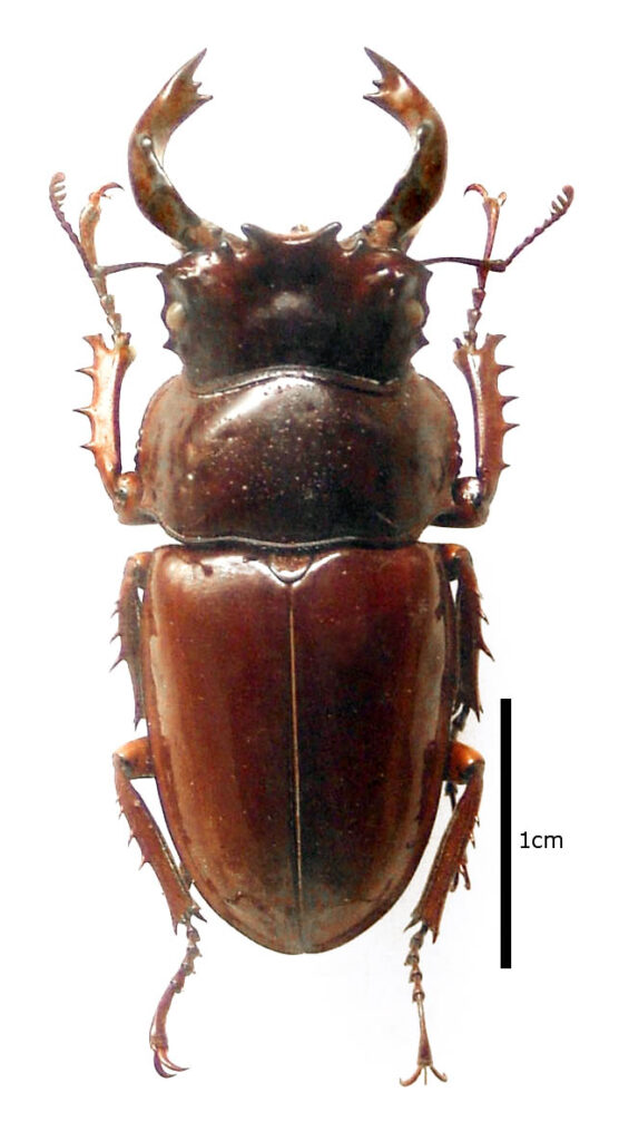 Vista de planta del mesotopus tarandus de cuerpo entero sobre fondo blanco