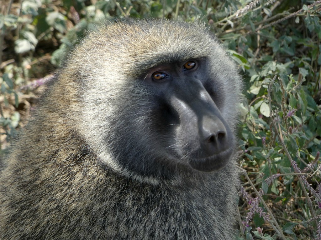 Vista frontal de la cabeza del olive baboon mirando a su derecha