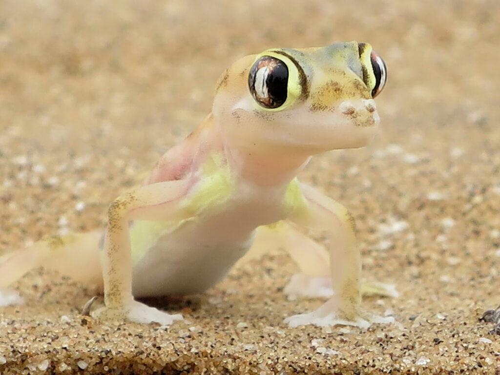 Vista frontal de un palmato gecko sobre la arena del desierto