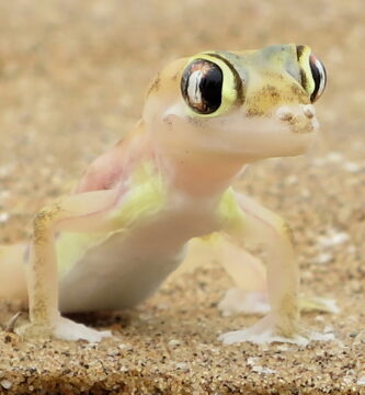 Vista frontal de un palmato gecko sobre la arena del desierto