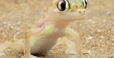 Vista frontal de un palmato gecko sobre la arena del desierto