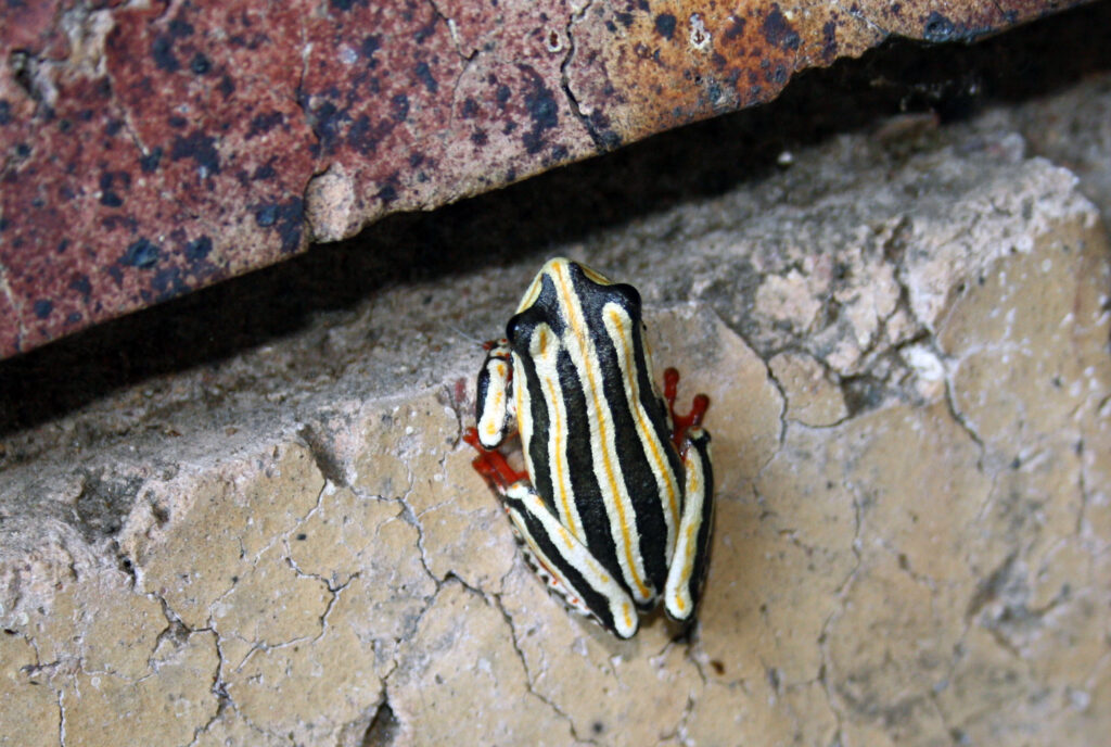 Vista de planta de la rana africana hyperolius viridiflavus sobre una roca