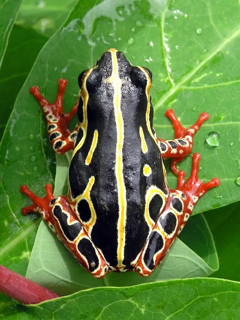 Vista de planta de la rana hyperolius viridiflavus sobre una hoja