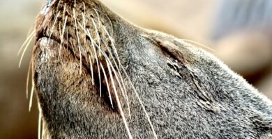 Primer plano de la cabeza levantada al sol con los ojos cerrados del arctocephalus pusillus pusillus