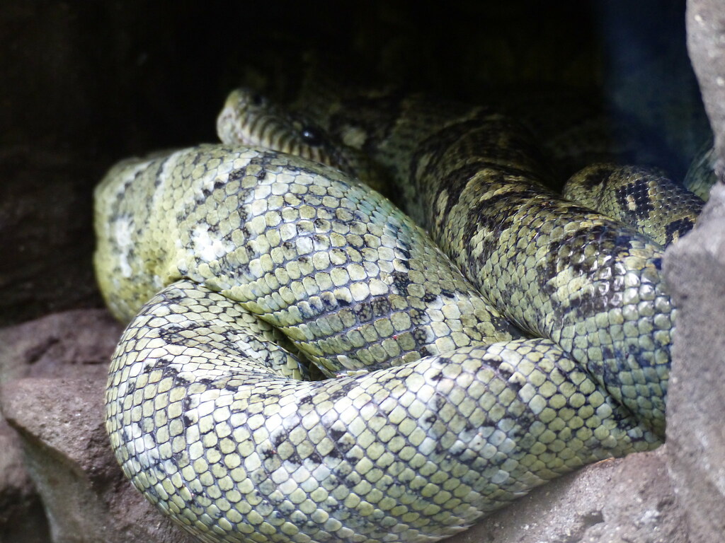 Primer plano de una boa del árbol enrollada con su cabeza apoyada en su cuerpo