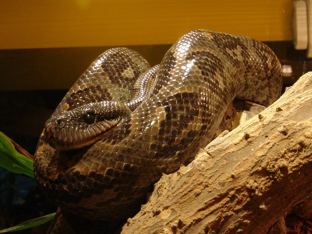 Vista de una boa arbórea de Madagascar en un recinto cerrado de un zoo