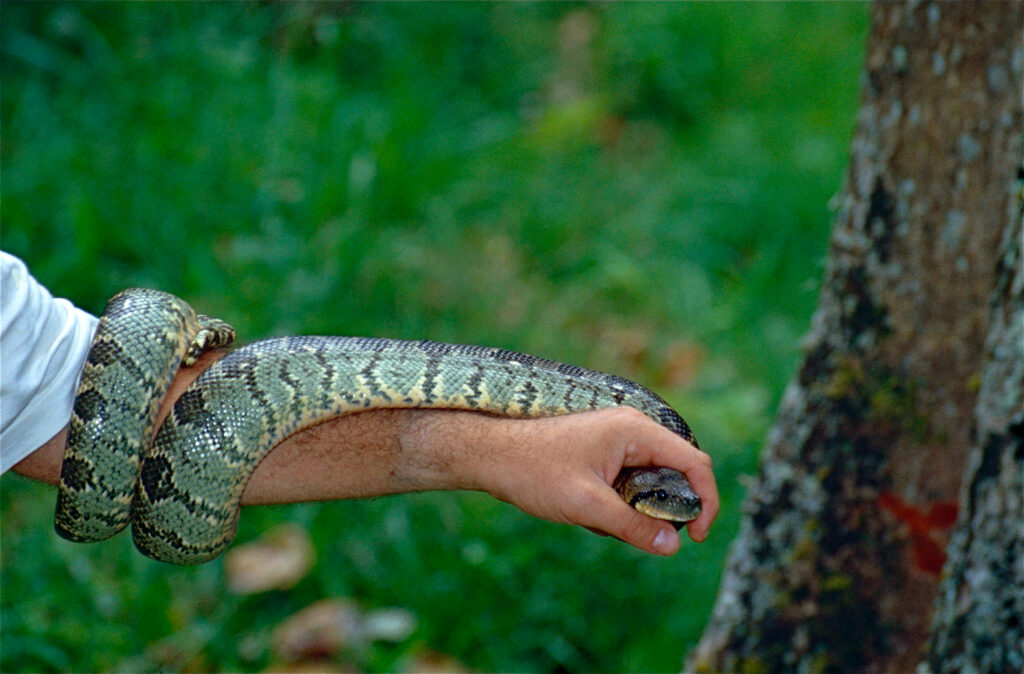 Vista de una boa arborícola de Madagascar deslizándose por un brazo humano extendido