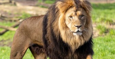 Vista frontal de un león africano en el recinto de un zoo