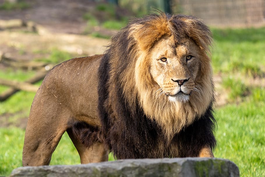 Vista frontal de un león africano en el recinto de un zoo