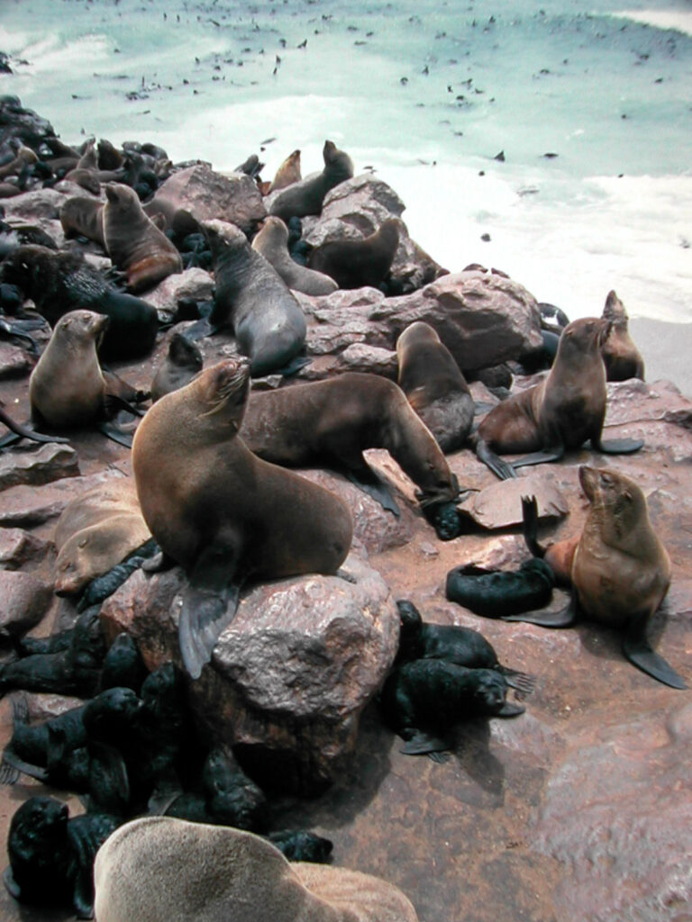 Vista de un grupo de lobos de El Cabo con el mar al fondo