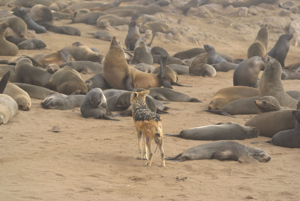 Vista trasera de un chacal hurgando en una manada de lobos del Cabo buscando crías