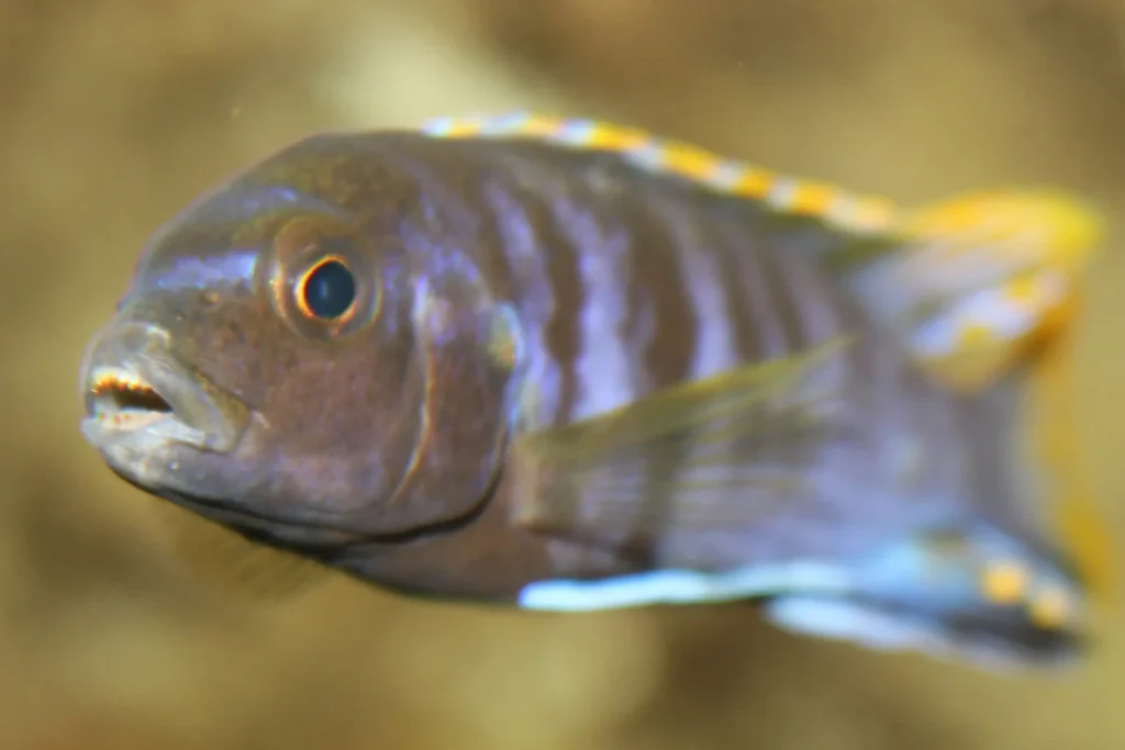 Primer plano del pseudotropheus demasoni