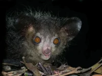 Vista frontal nocturna de la cabeza del Aye-Aye