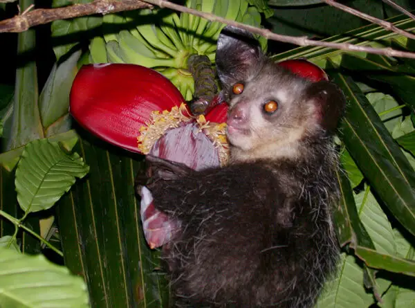 Vista de un aye aye daubentonia madagascariensis alimentándose de fruta en un árbol