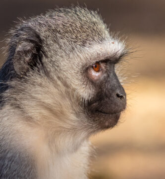 Vista lateral de la cabeza del cercopiteco verde
