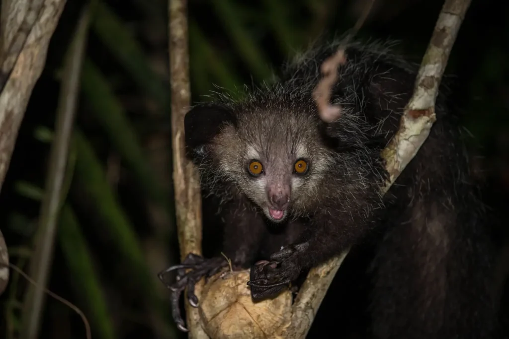 Vista frontal nocturna de un daubentonia madagascariensis acostado en una rama