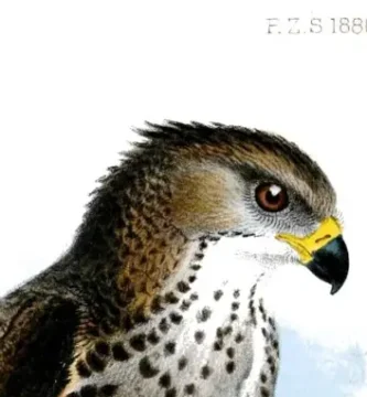 Ilustración de la dryotriorchis spectabilis sobre fondo blanco