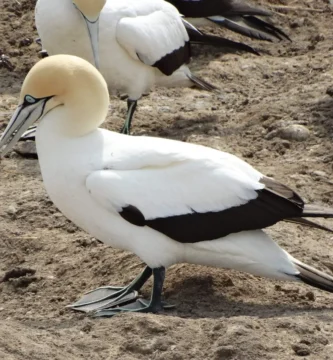 Vista lateral del morus capensis posado en el suelo