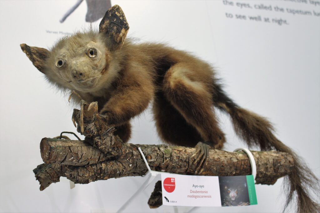 Vista de un aye-aye disecado expuesto en un museo