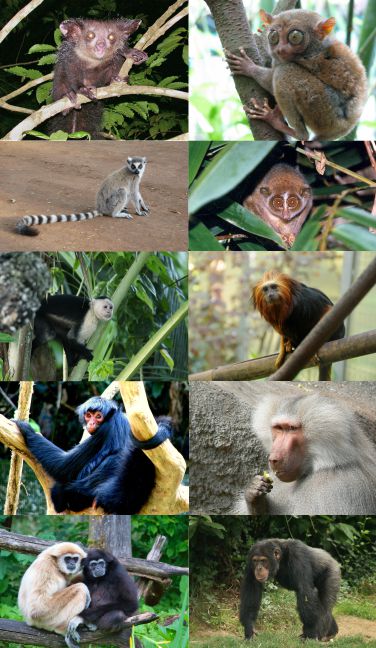 Vista de diferentes primates que son parientes del aye aye