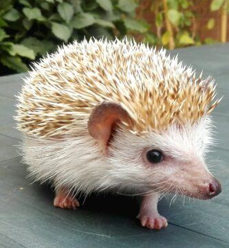 Vista frontal lateral del atelerix albiventris