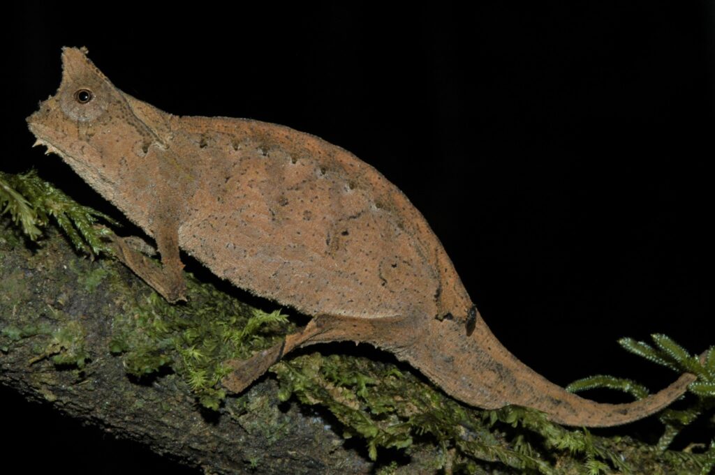 Vista nocturna lateral del brookesia superciliaris sobre una rama