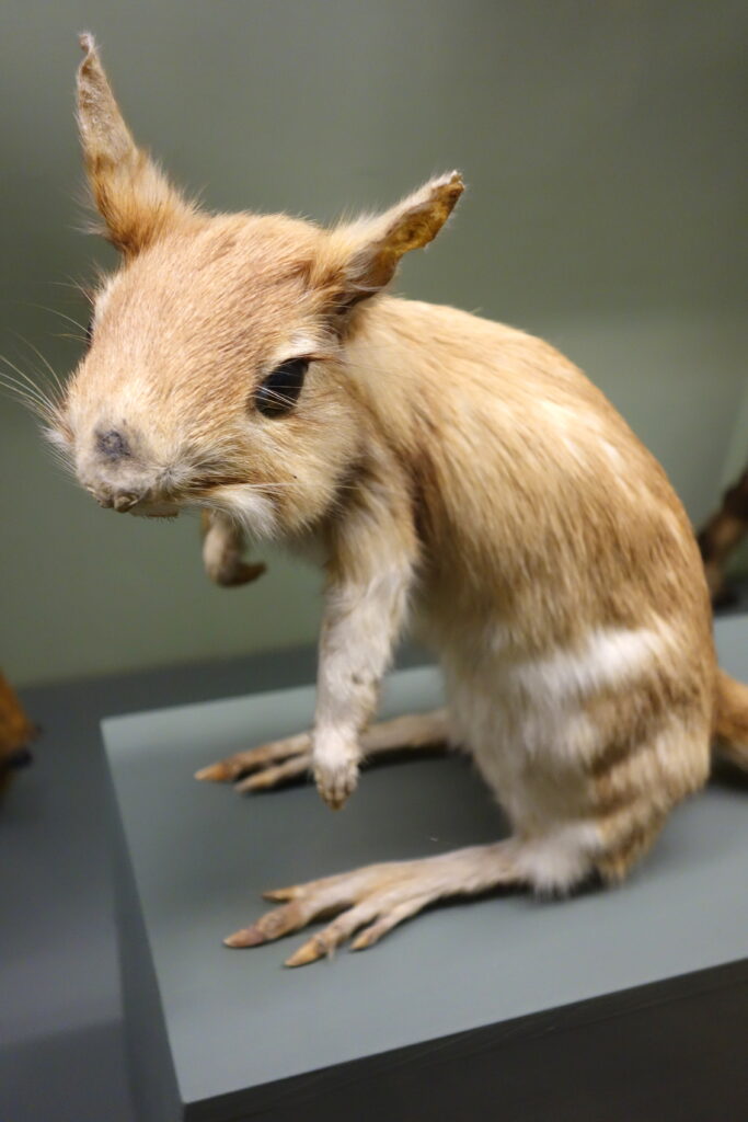 Vista de una liebre pedestes capensis expuesta en un museo