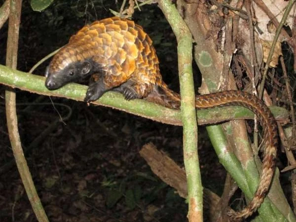 Vista nocturna del manis tetradactyla posado en una rama