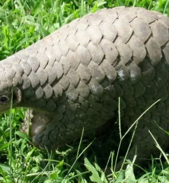 Vista de perfil en la hierba del Pangolín de Cola Larga