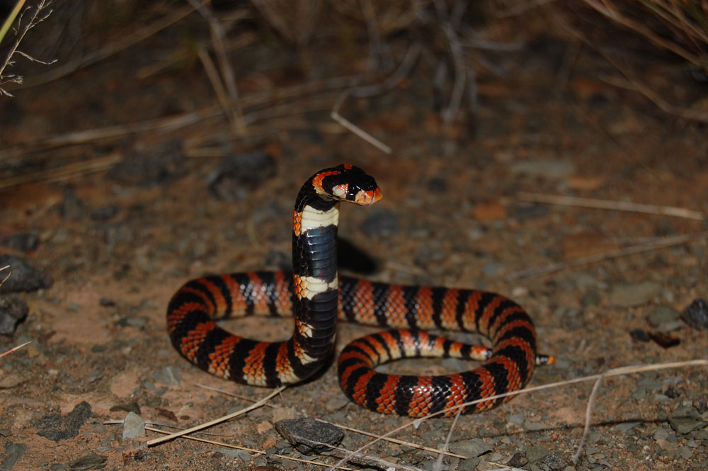 Vista frontal nocturna de la serpiente aspidelaps lubricus 