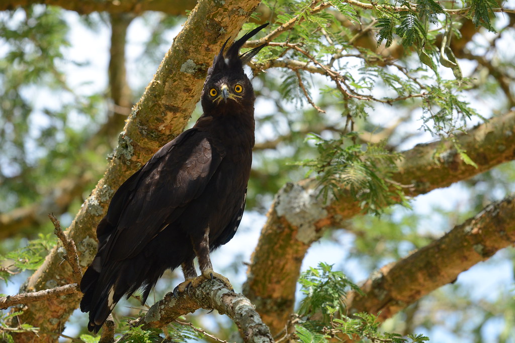 Vista frontal lejana de la africana águila crestada posada en un árbol