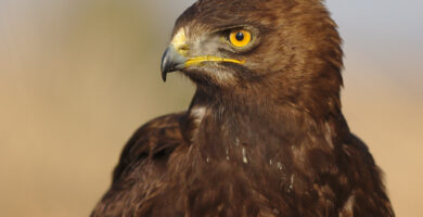 Vista frontal de una águila crestalarga mirando a su derecha