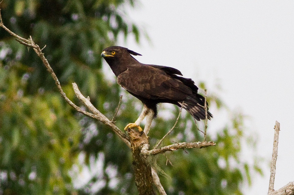 Vista lejana de un águila crestilarga africana posada en un árbol