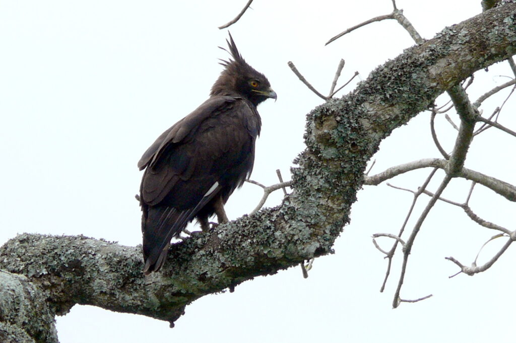 Vista trasera lejana del águila lophaetus occipitalis