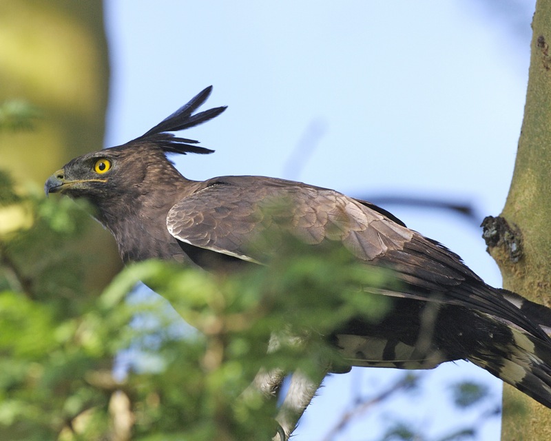 Vista lateral lejana de la lophaetus occipitalis posada en la copa de un árbol