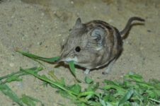 Vista frontal de la macroscelides proboscideus sobre la tierra