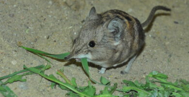 Vista frontal de la macroscelides proboscideus sobre la tierra