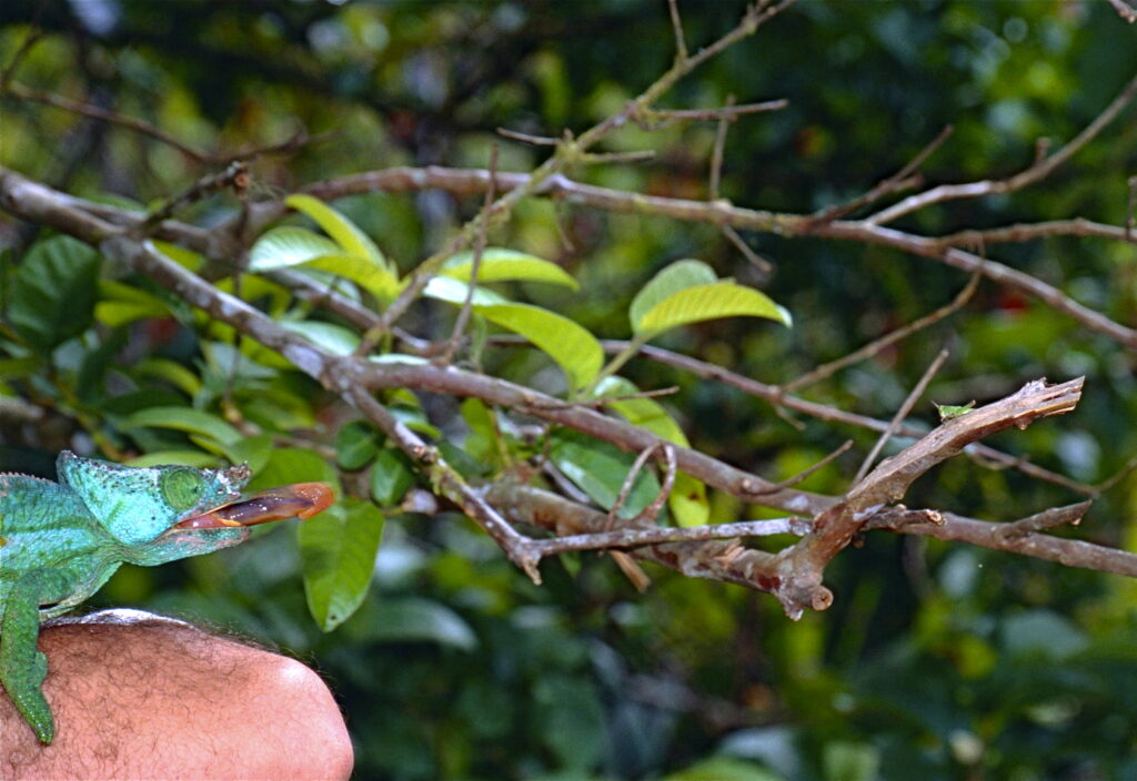 Vista de un dedo humano sosteniendo un camaleón de Parsons de Madagascar con su lengua fuera