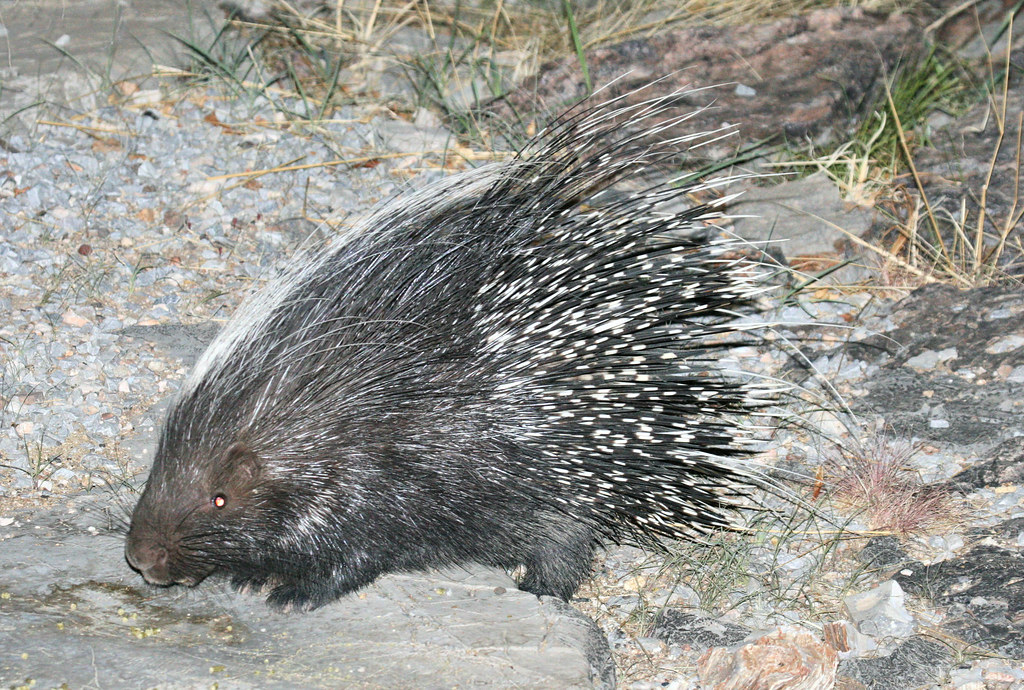 Vista lateral del hystrix africaeaustralis