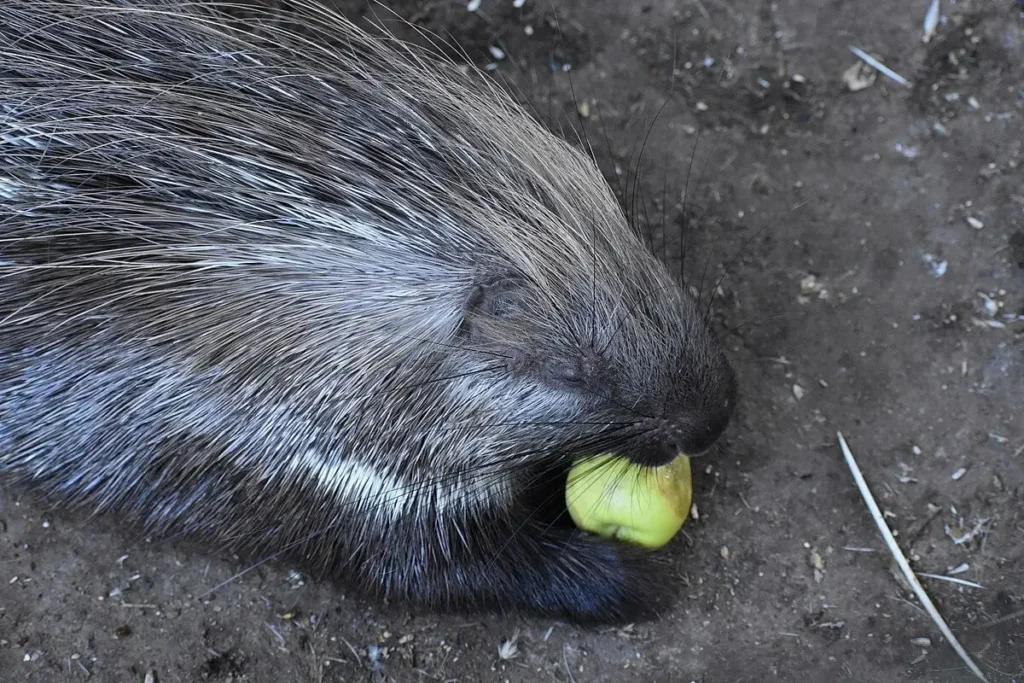 Vista lateral de un puercoespín roquero comiendo una manzana