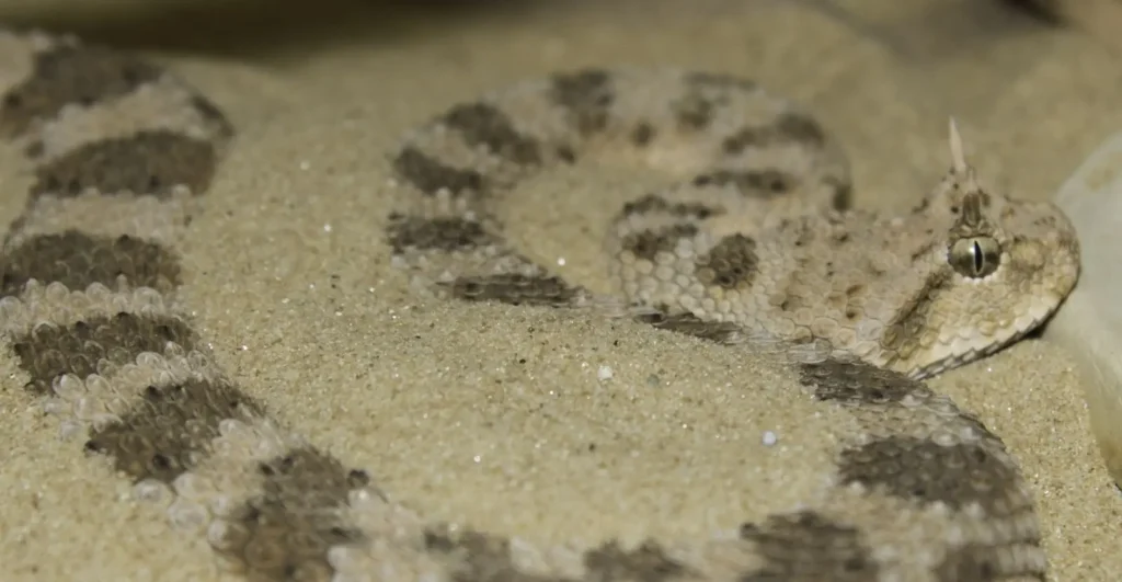 Vista de planta de una víbora cornuda africana del desierto camuflándose en la arena