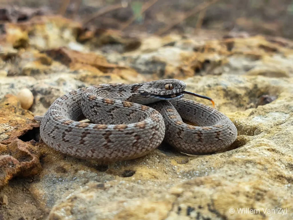 Vista frontal lejana de la dasypeltis scabra enrollada sobre tierra