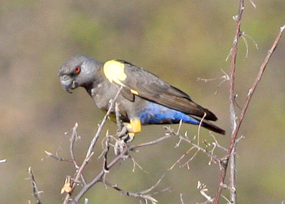 Vista lateral lejana del poicephalus rueppellii posado en una fina rama