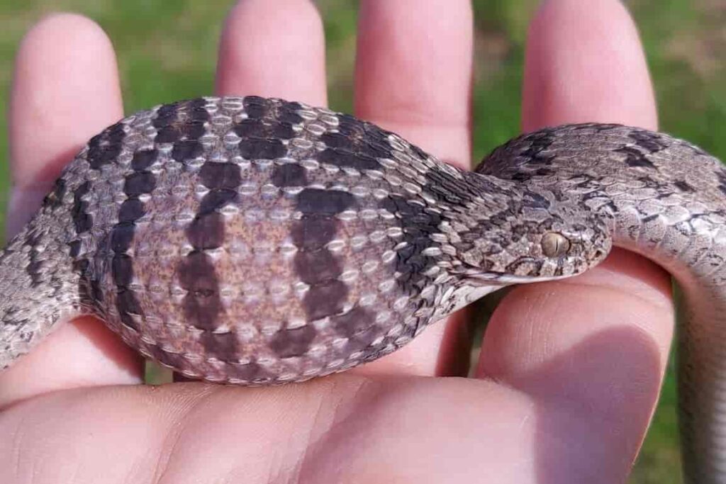 Vista lateral de la serpiente come huevos con su cuerpo hinchado después de tragar un huevo sostenida por una mano humana